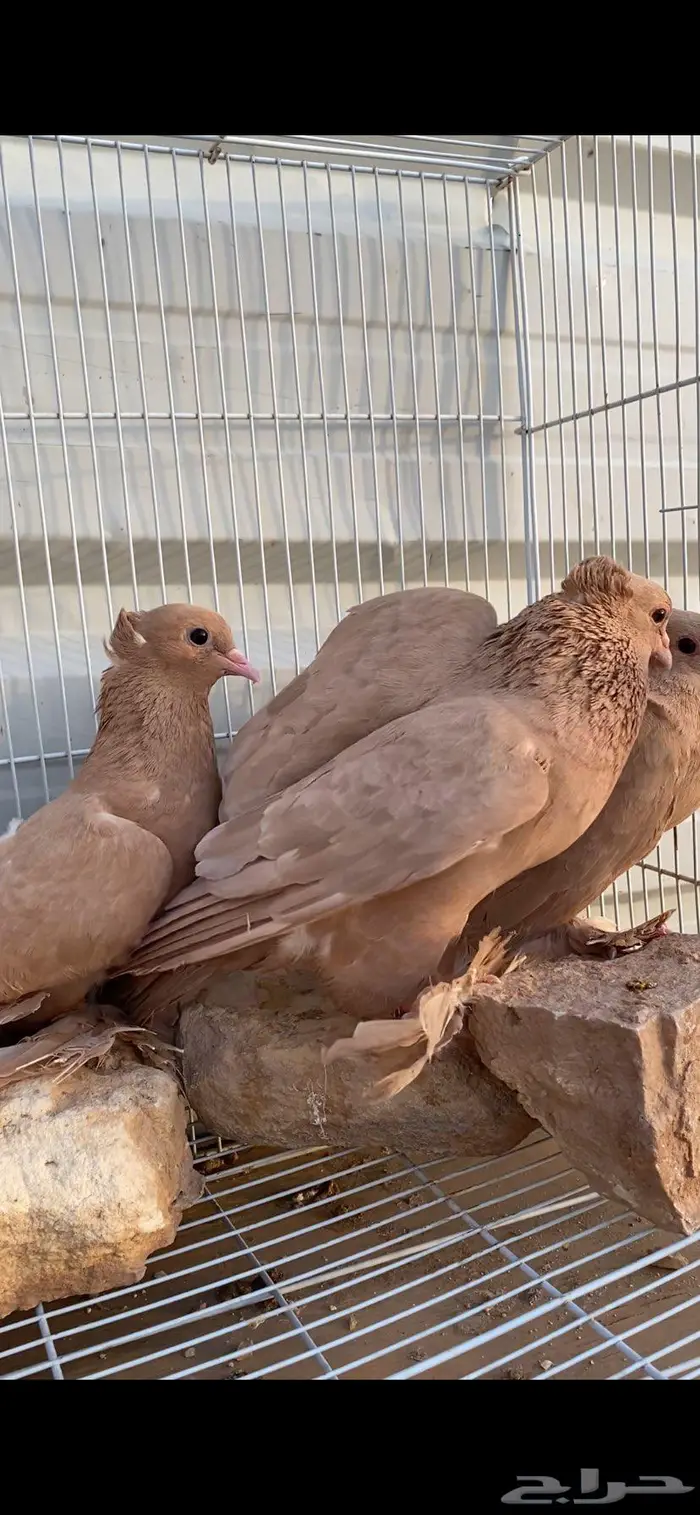 صنعاوي جميل جدا 7