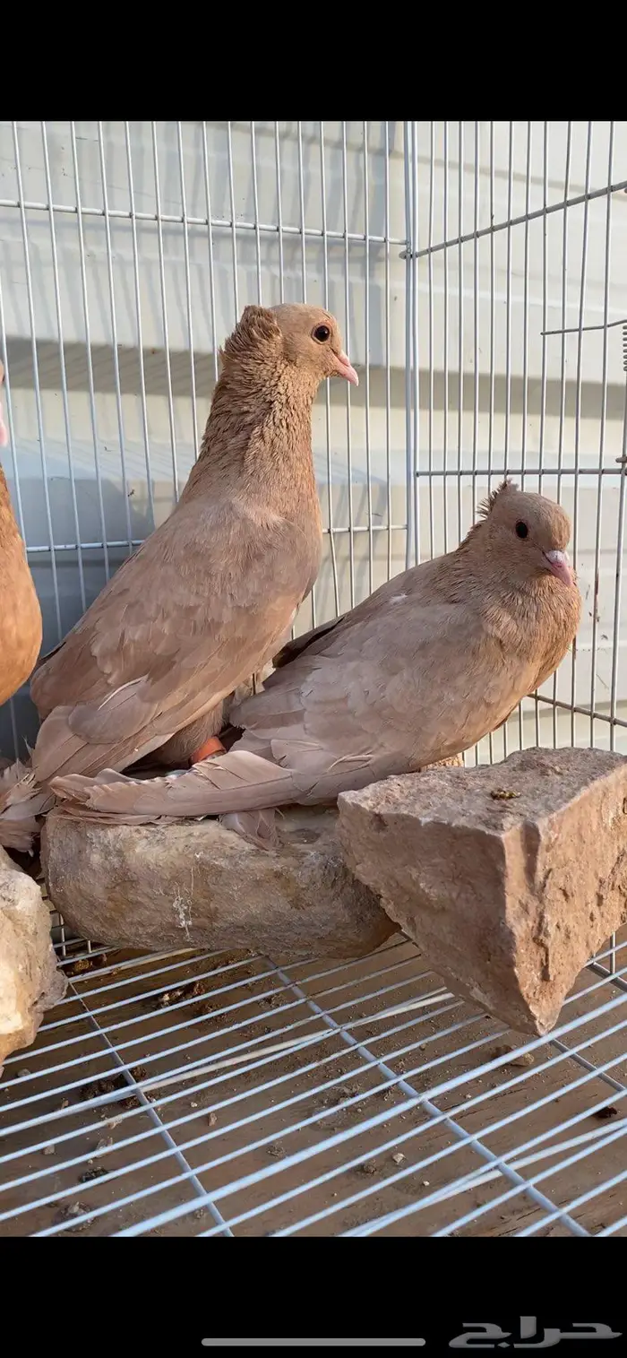 صنعاوي جميل جدا 9