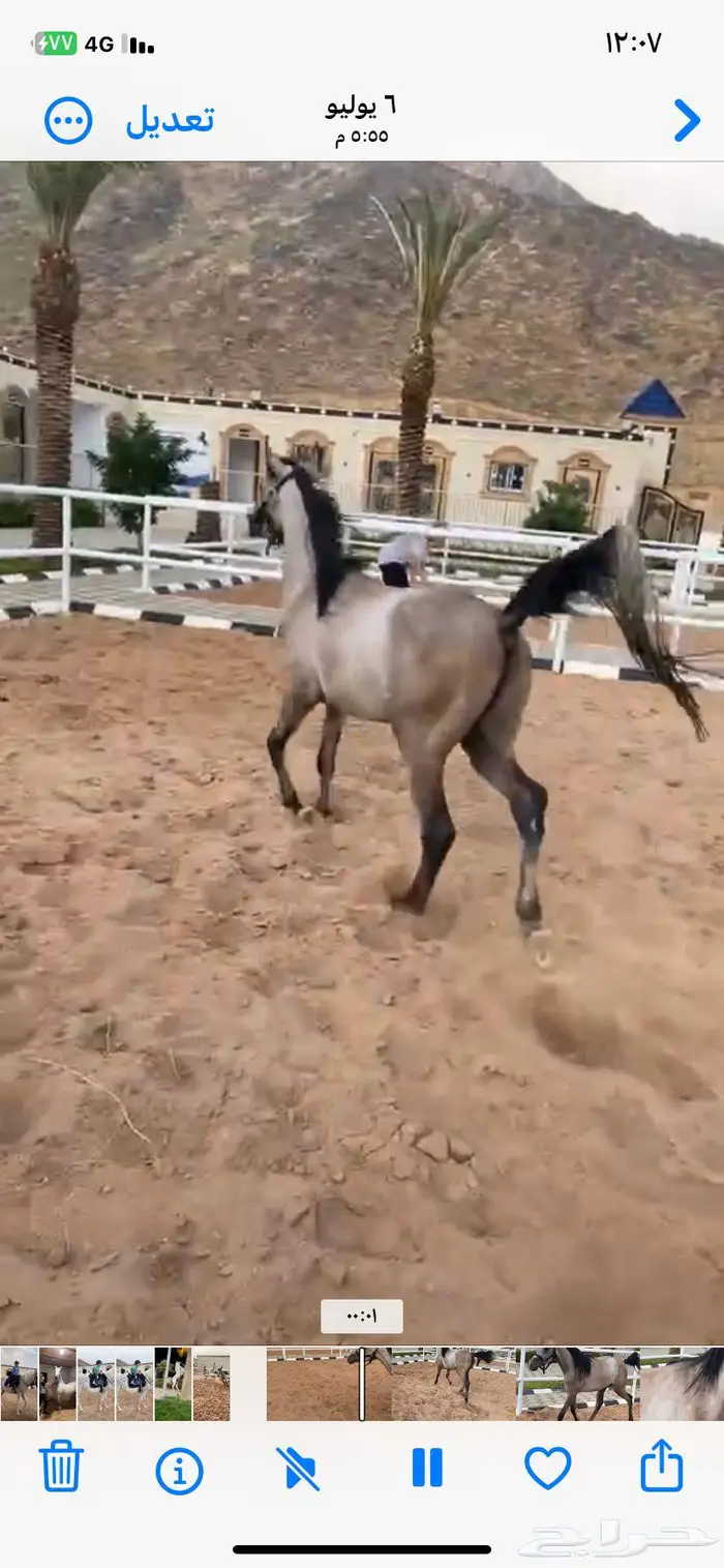 مهر شعبي العمر سنتين وثلاث شهور 1