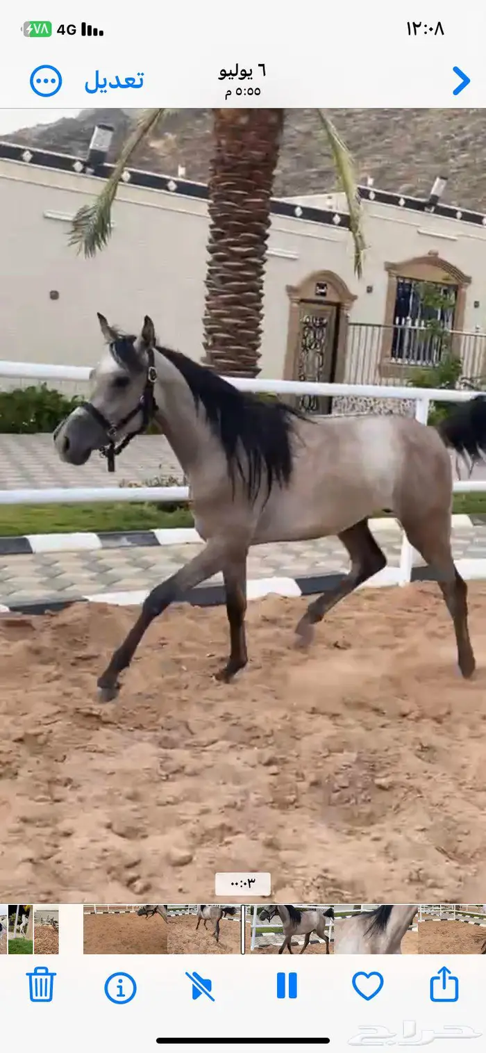 مهر شعبي العمر سنتين وثلاث شهور 0