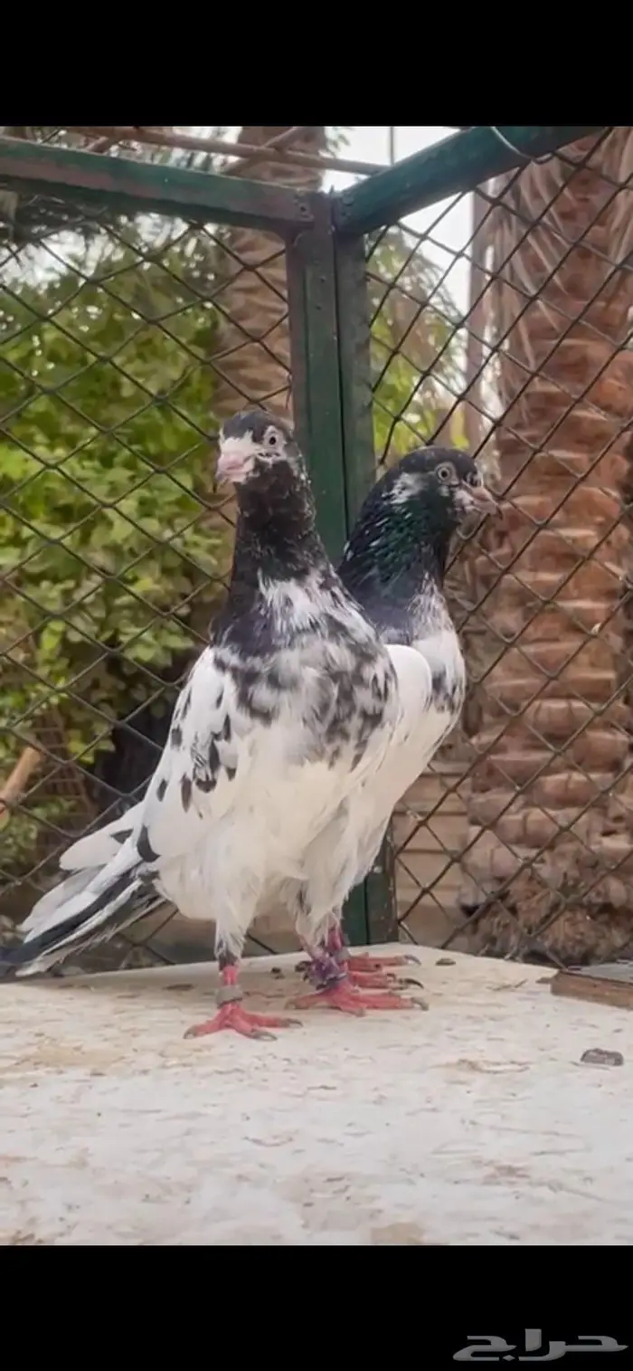 حمام باكستاني تيدي سخي 0