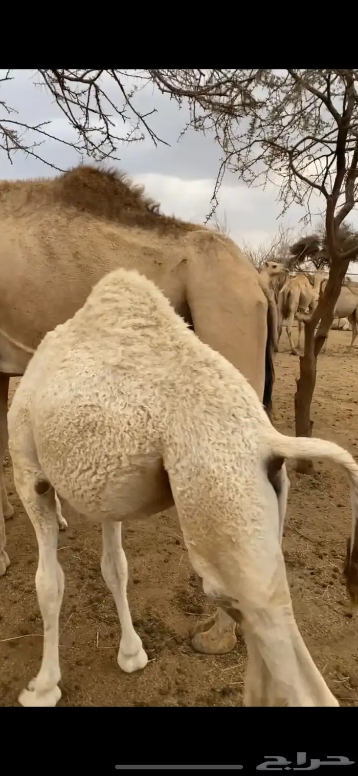 بكره كفوو فل شحم العمر ست شهور ماشالله تبارك الله 1