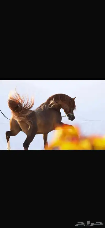 حصان واهو مكس index