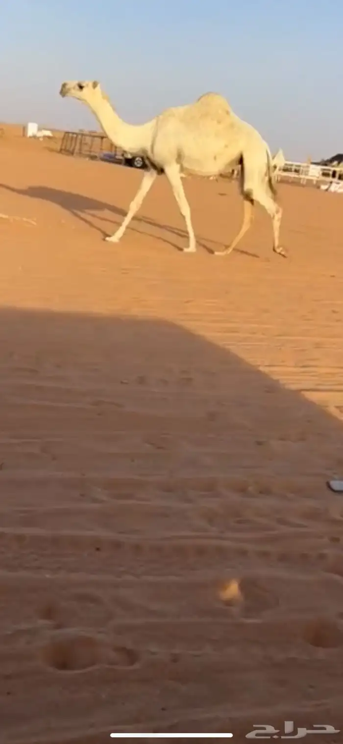 ابل 0