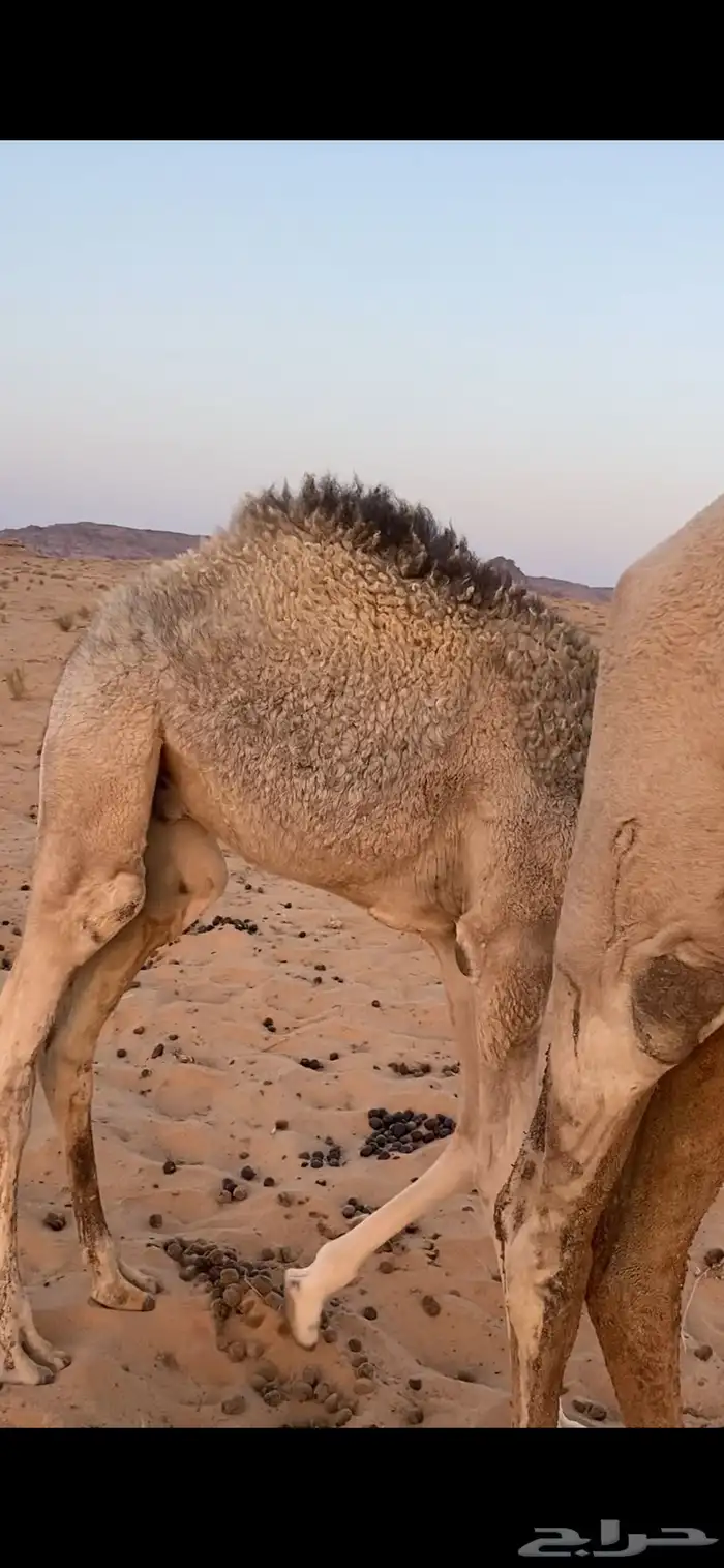 للبيع قعود غرب الشملي 70 كليو 2