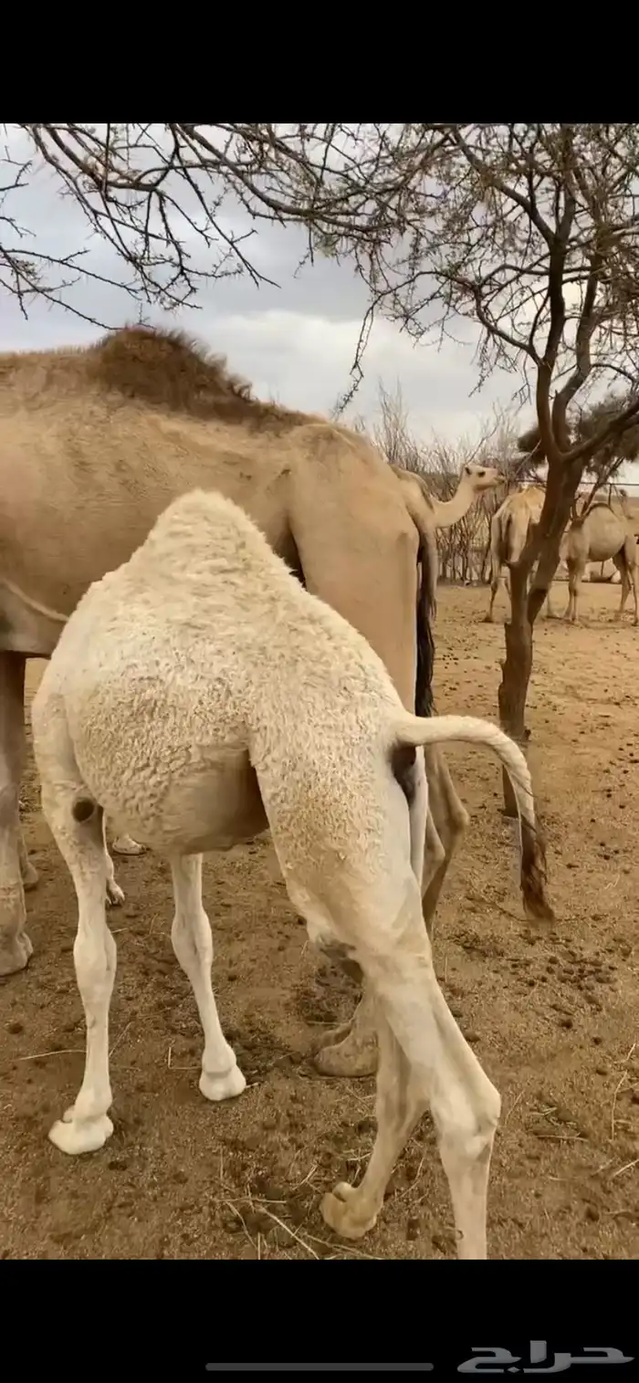 بكره كفوو فل شحم العمر ست شهور ماشالله تبارك الله 3