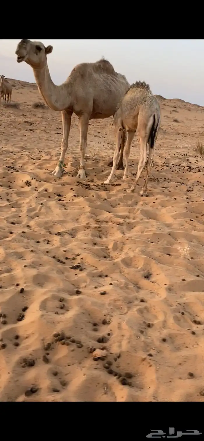 للبيع قعود غرب الشملي 70 كليو 0
