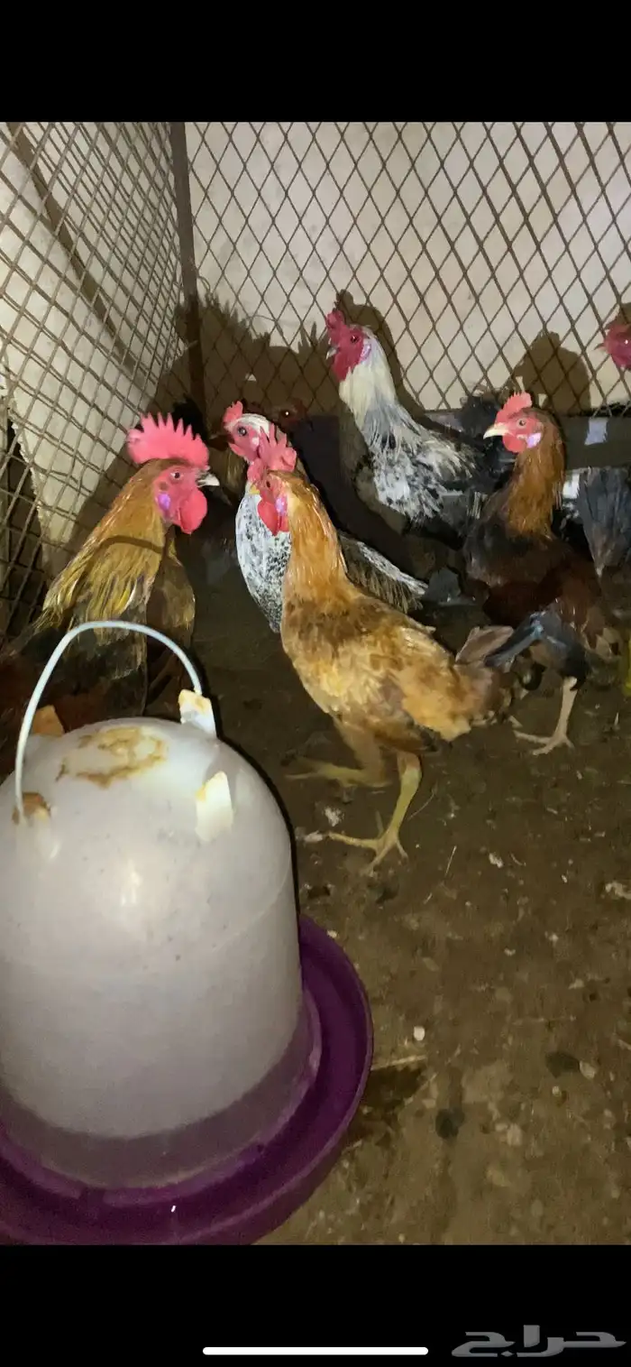 ديكه بلدي 1