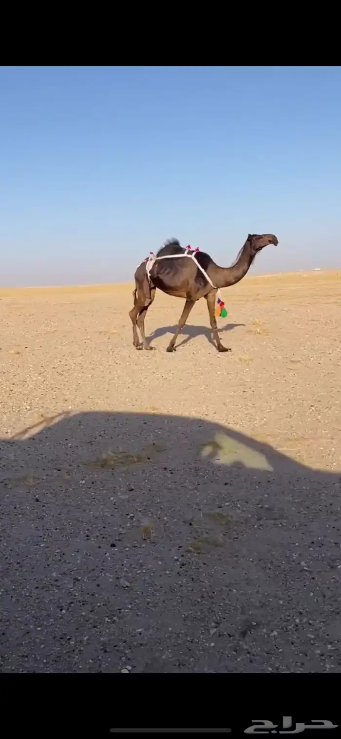 ثنيه 0