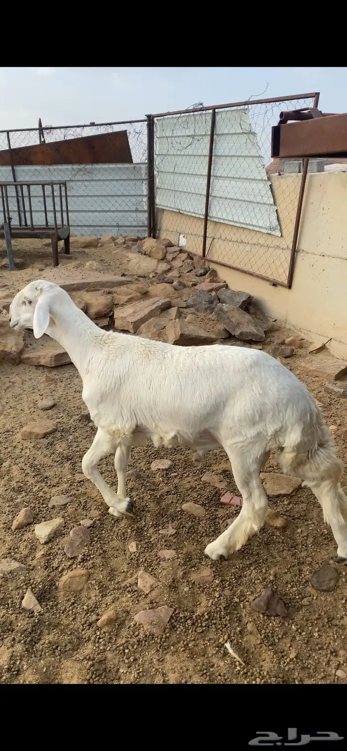 نعوان 2