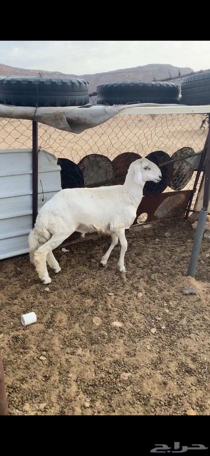 نعوان 1