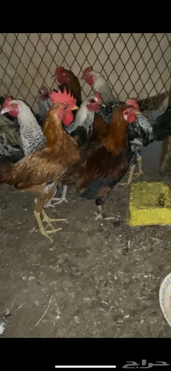 ديكه بلدي 2