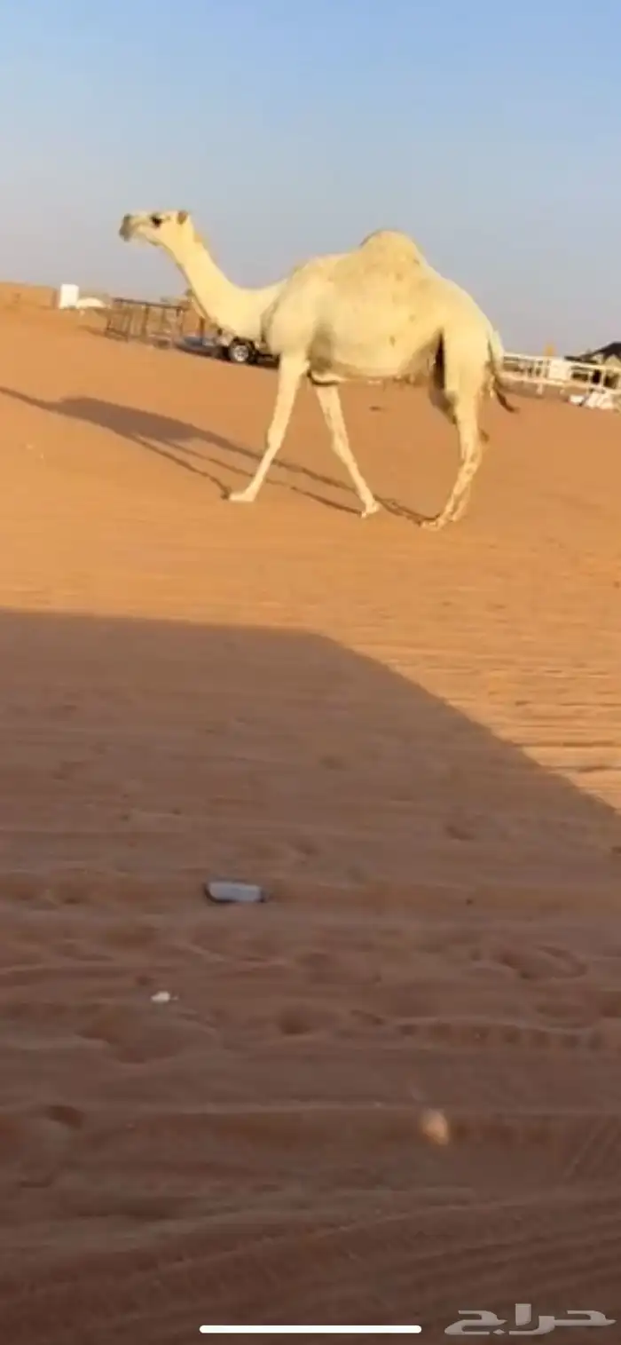 ابل 1