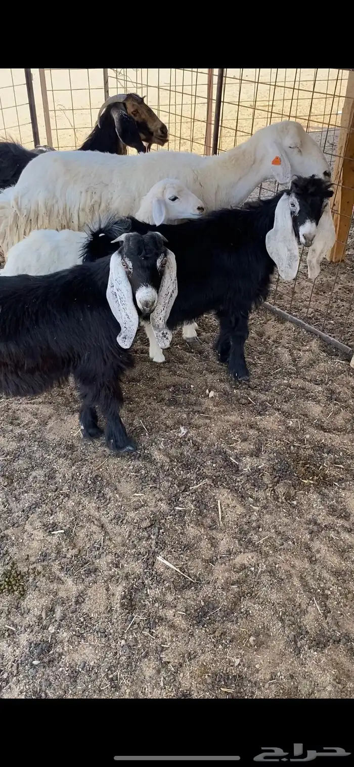 تيوس طيبه 1