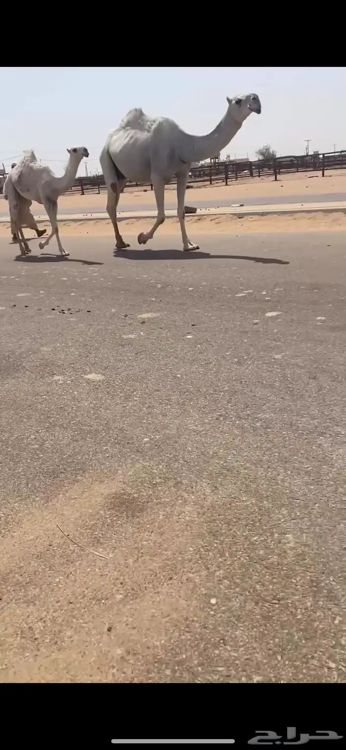 عشرا وضحا رمانيه 0