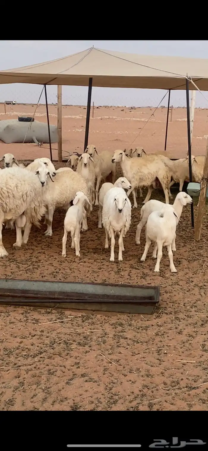 حريات منوت القناي العدد 21بفحله رغايث خمس والباقي دفيع 0