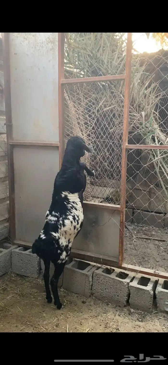 الاحساء بني معن 0