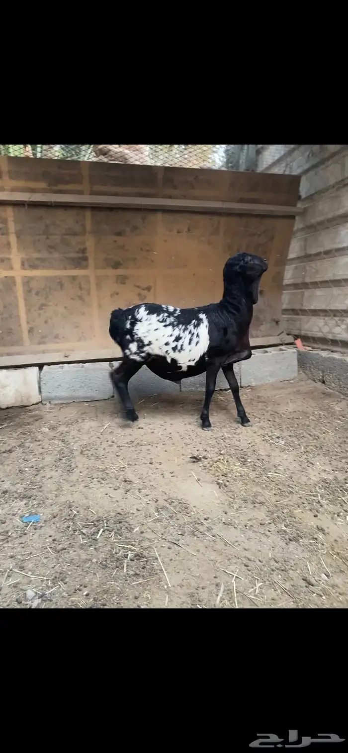 الاحساء بني معن 1