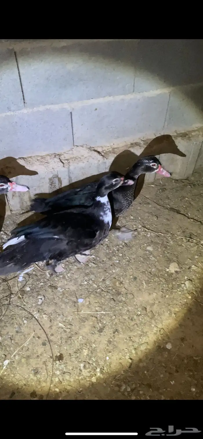 بط مصري 1