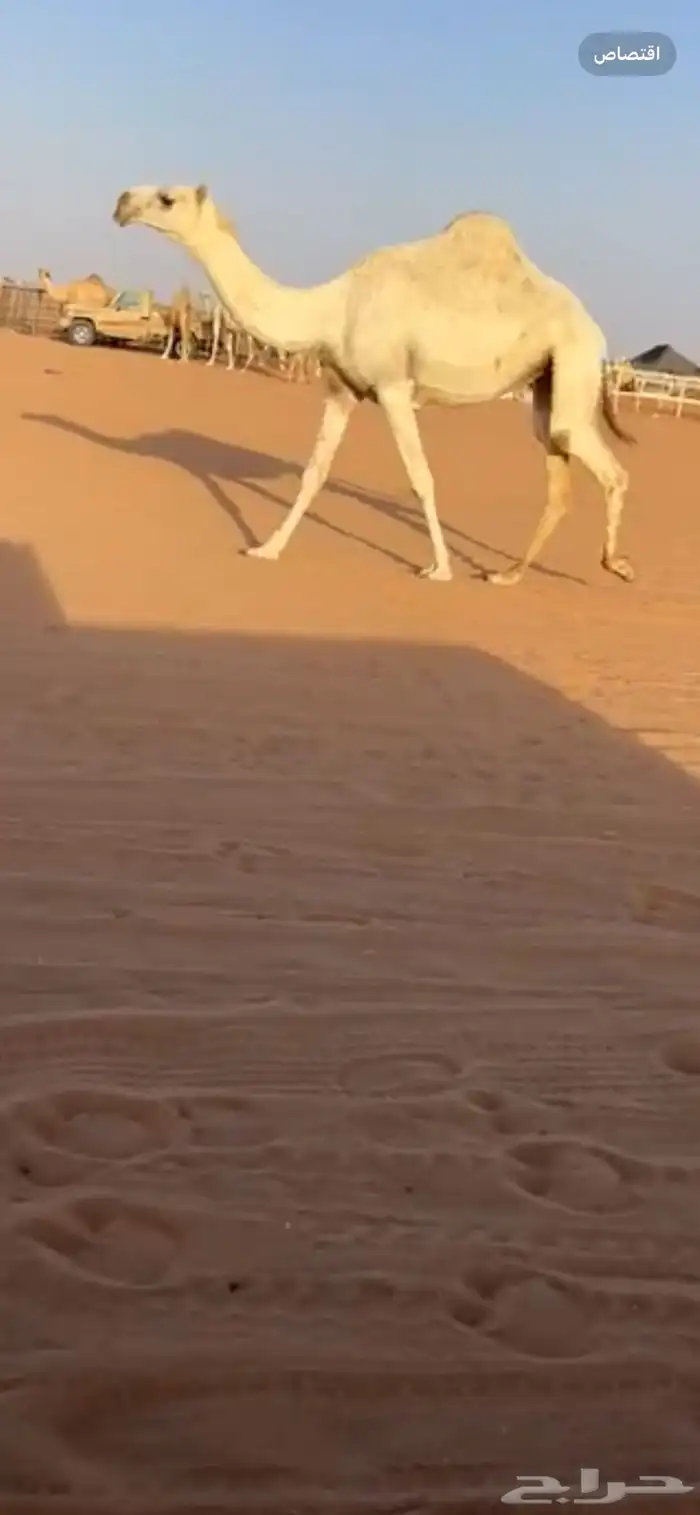 ابل 2
