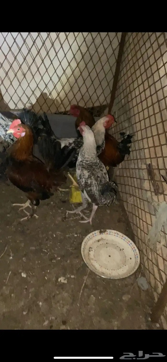 ديكه بلدي 3