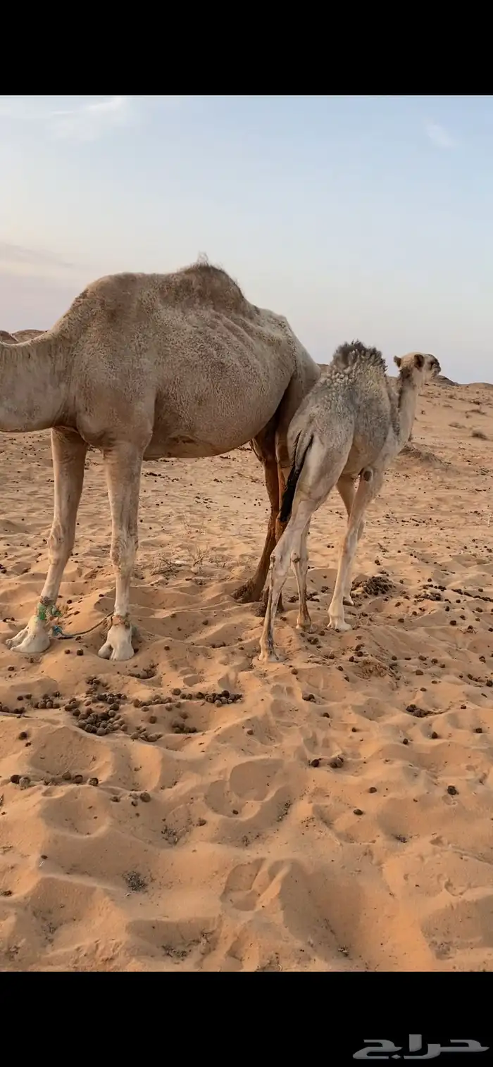للبيع قعود غرب الشملي 70 كليو 1