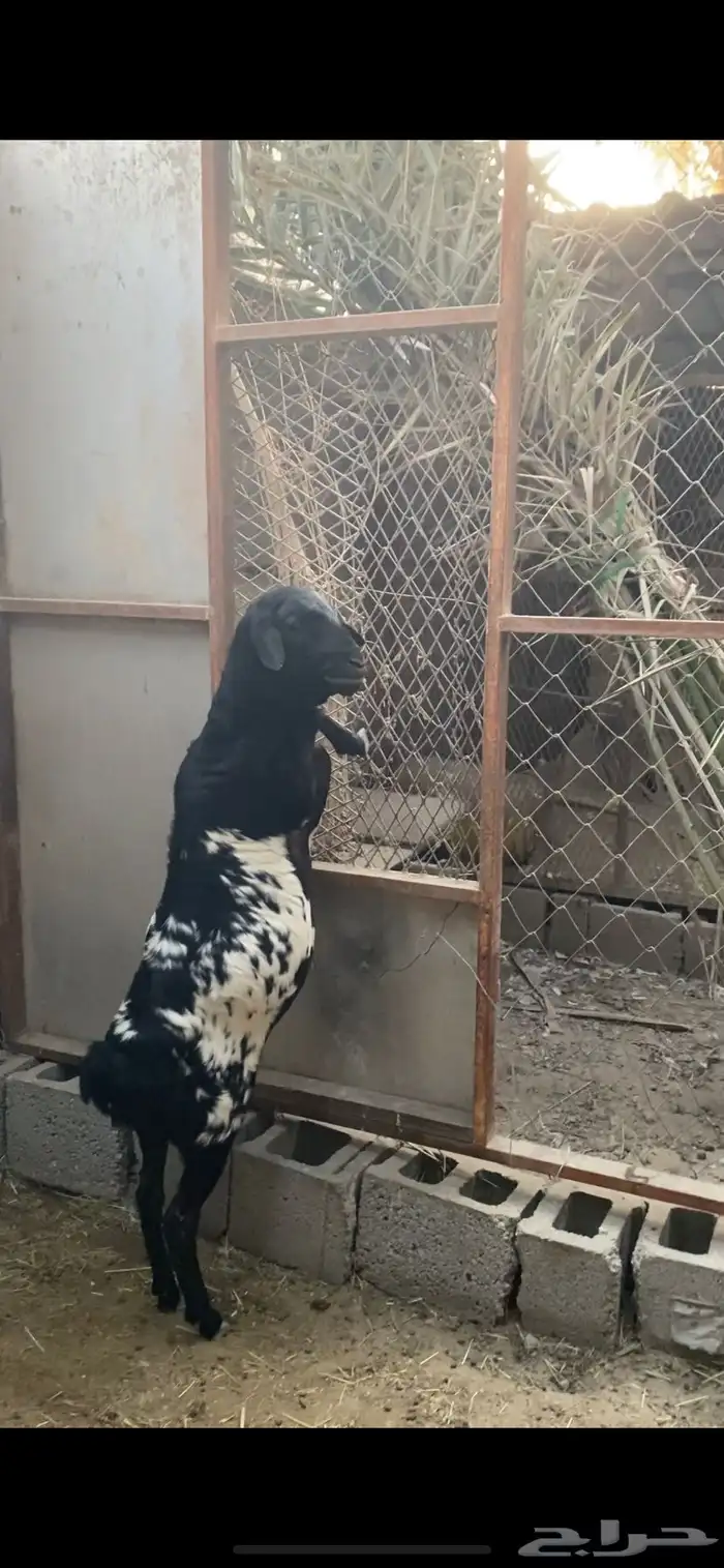 الاحساء بني معن 4