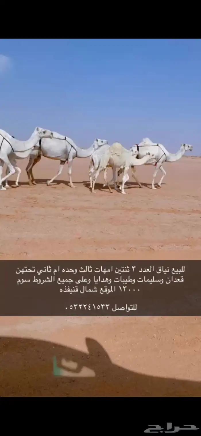 ابل 0