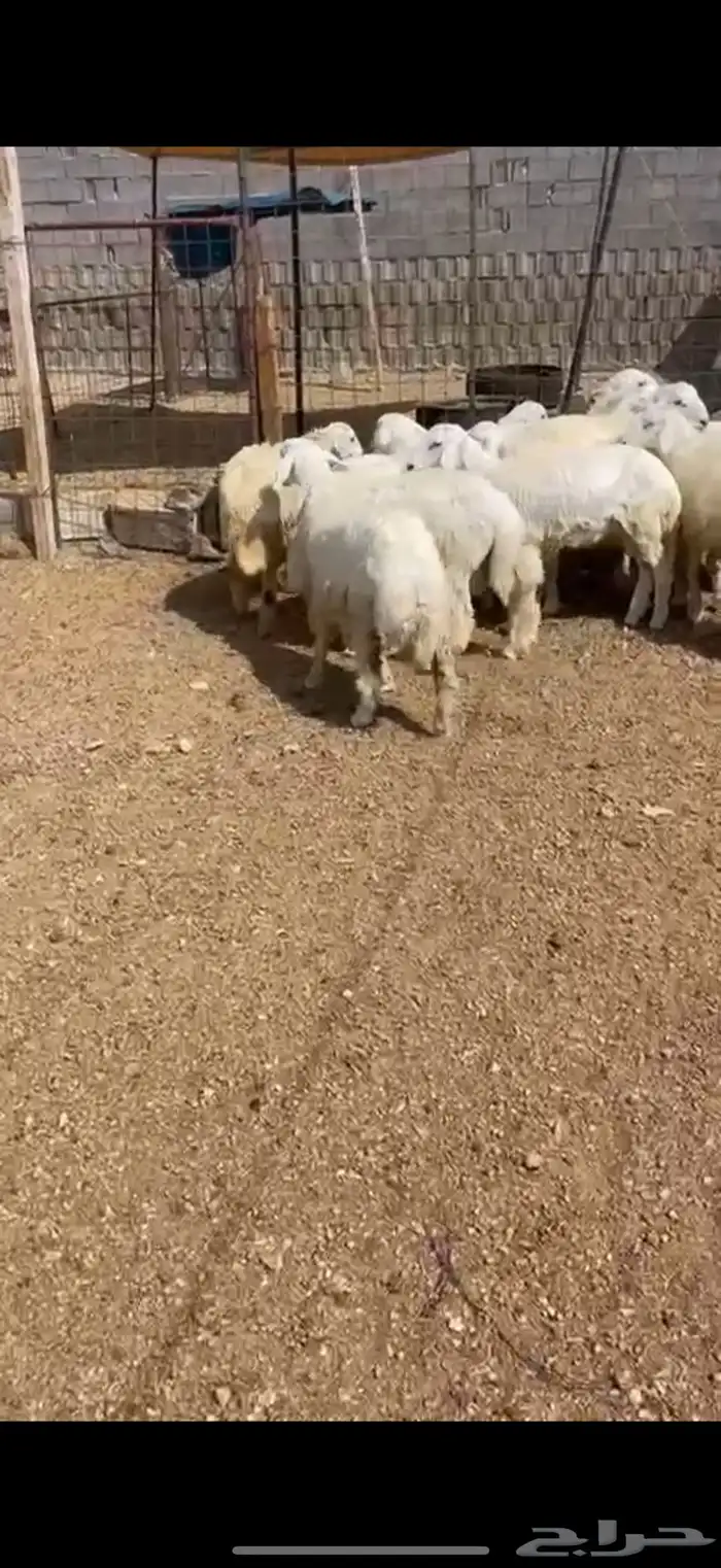 طليان وتيوس ذبايح للبيع مع أمكانية الذبح والتوصيل والتغليف 3