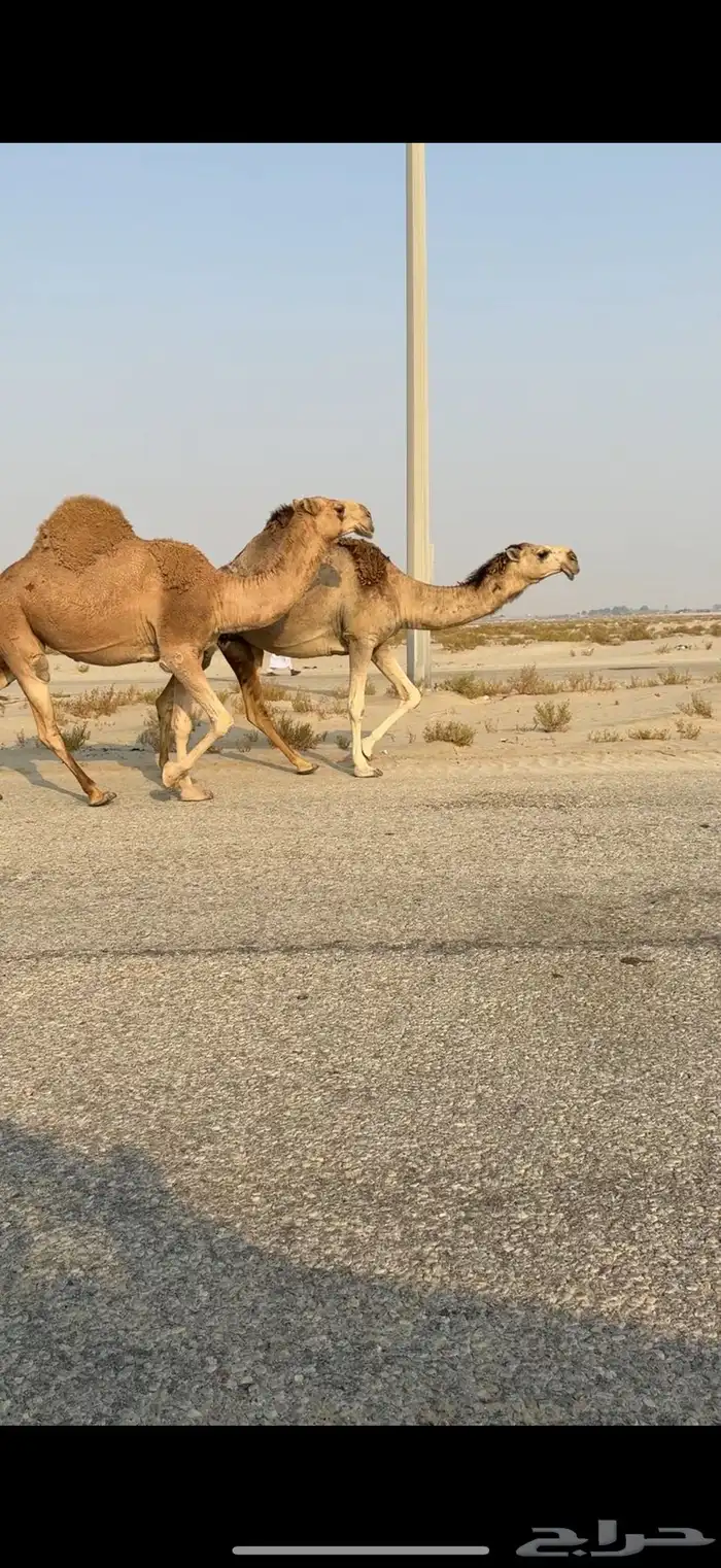 لقحات على بعير طيب 3