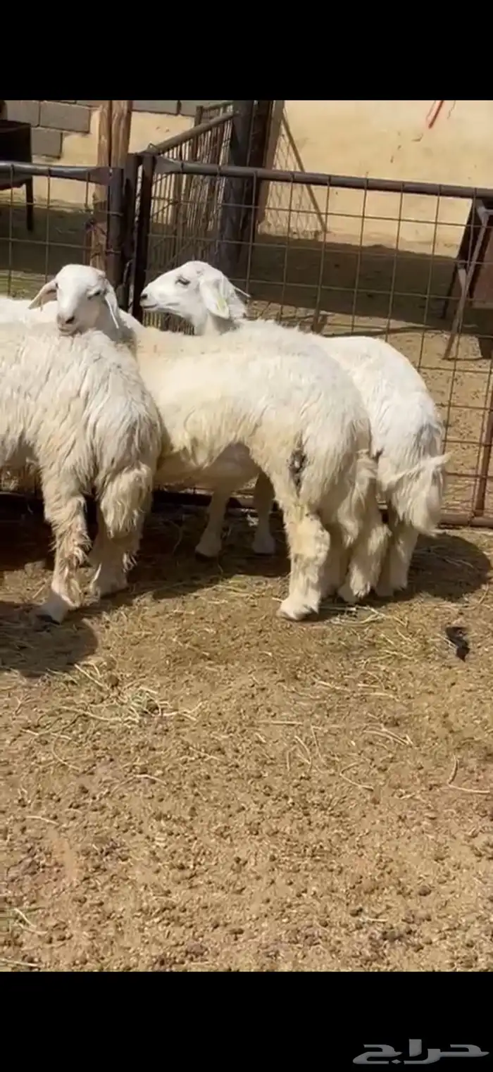 طليان وتيوس ذبايح للبيع مع أمكانية الذبح والتوصيل والتغليف 0