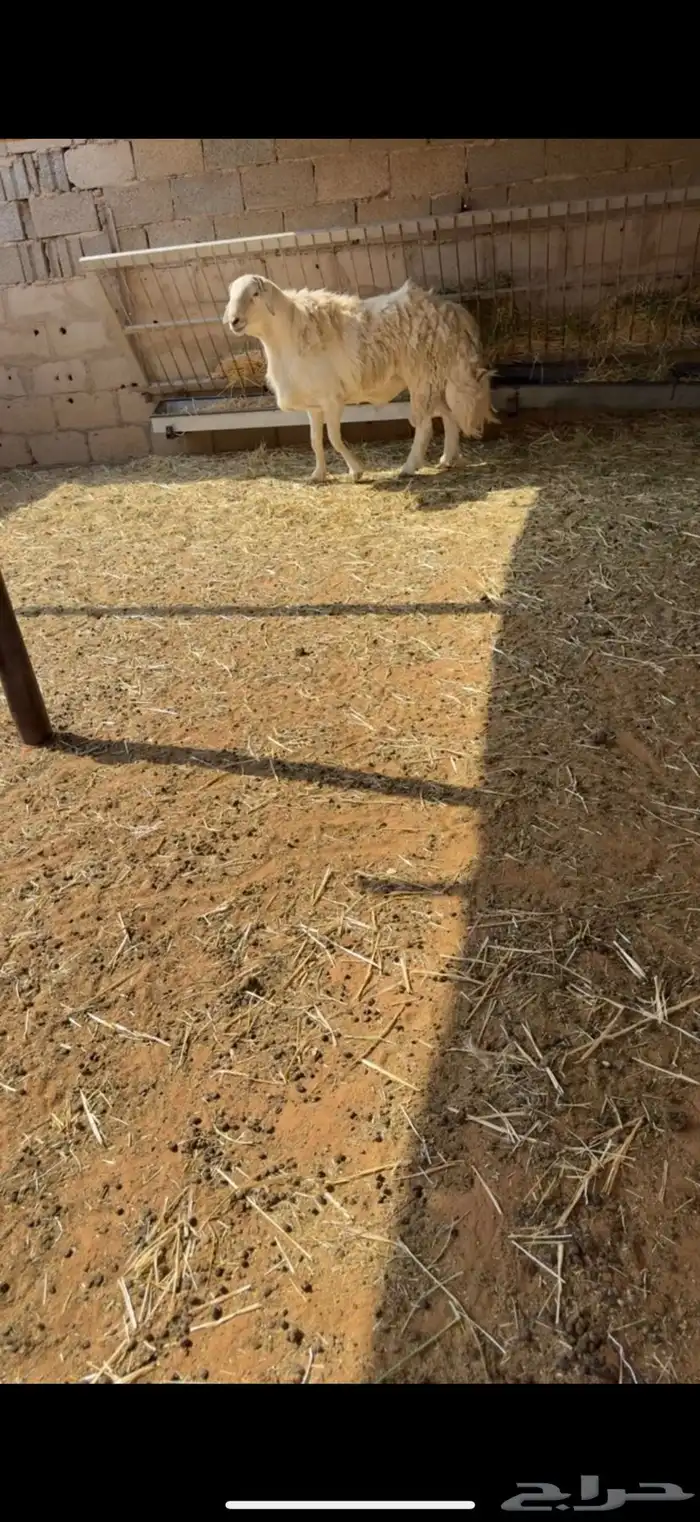 فحل حريي حرشش 3