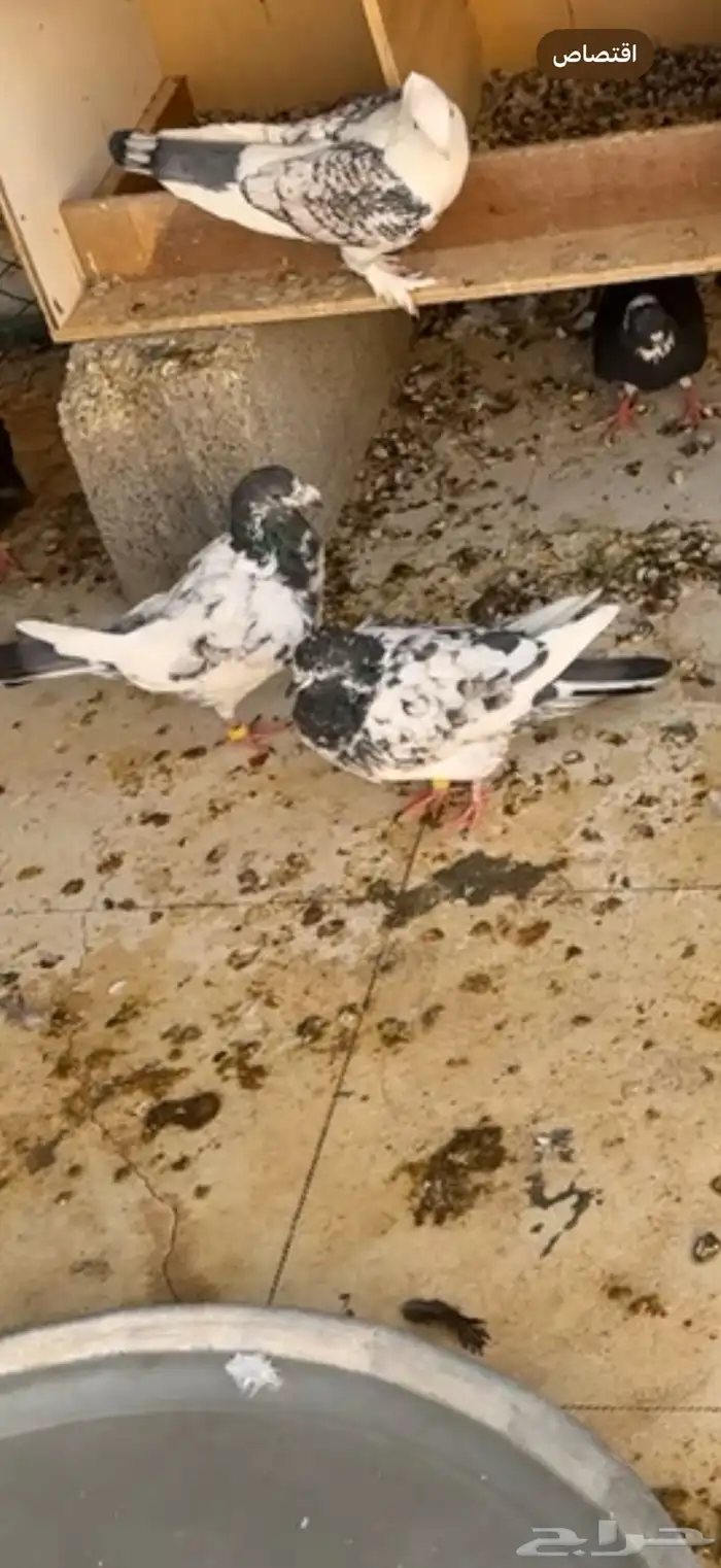 مفقود حمام باكستاني 0