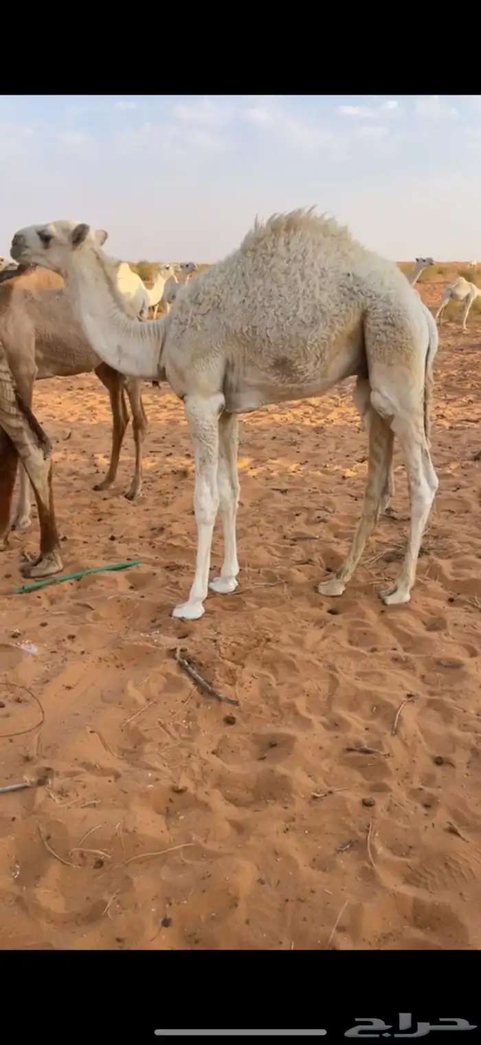 قعود قصب فل شحم نضيف يرضع امه 0