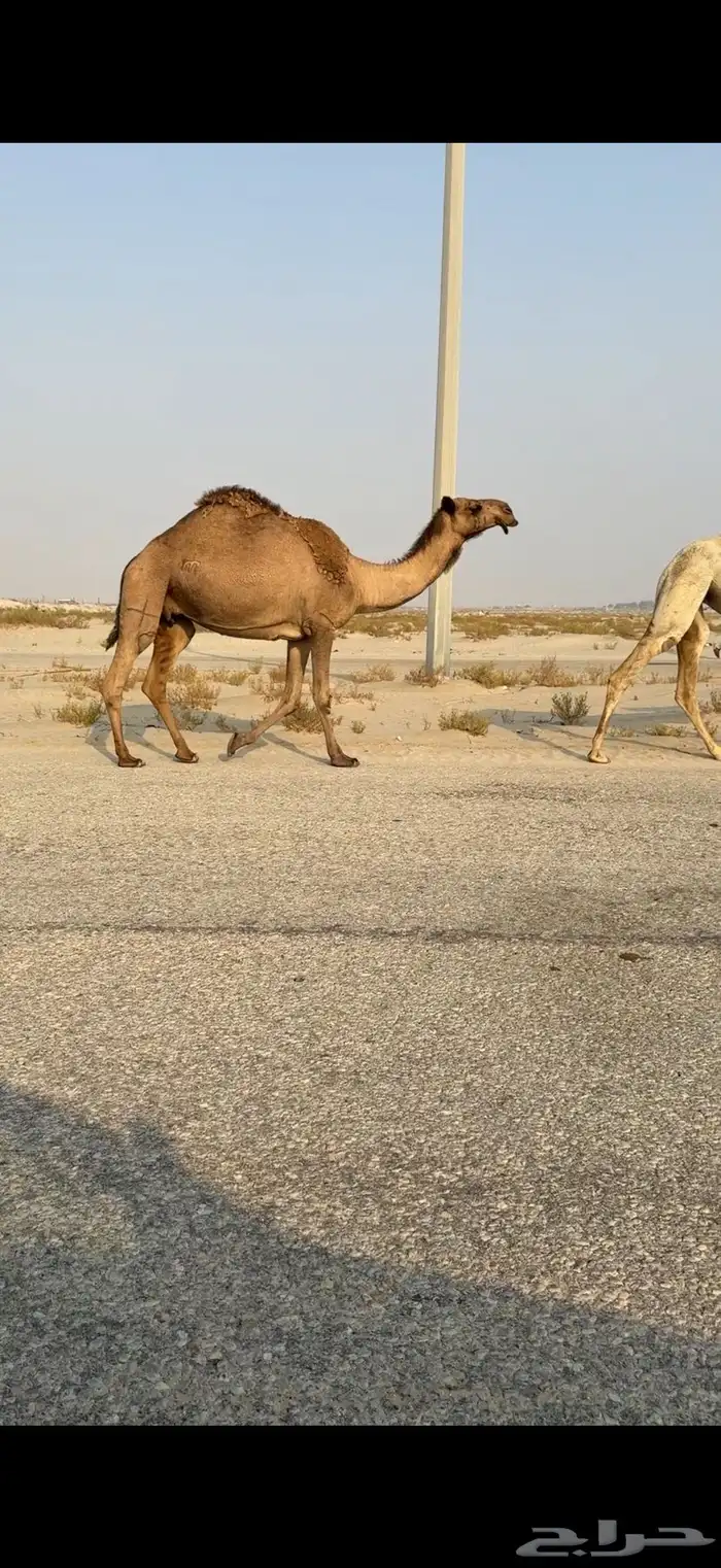 لقحات على بعير طيب 0
