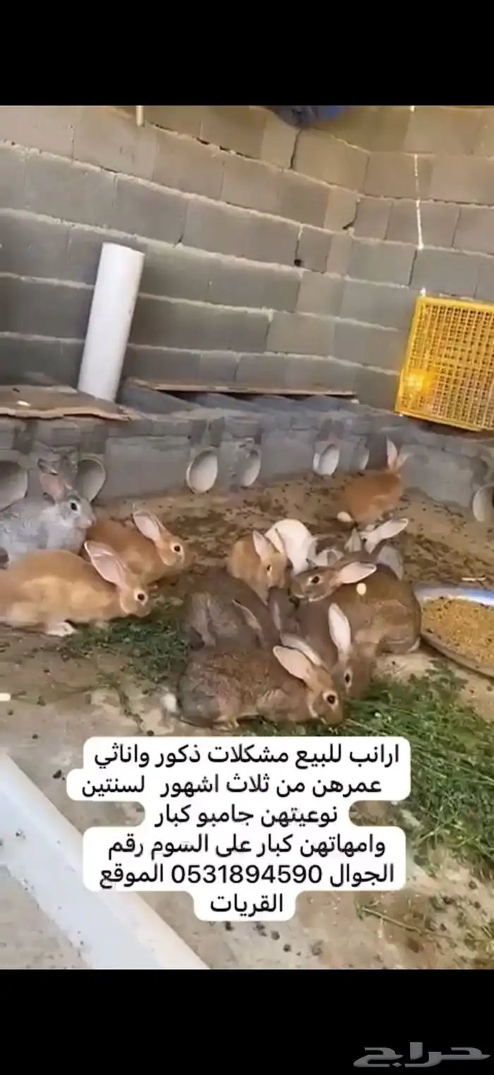 ارانب جامبو 0