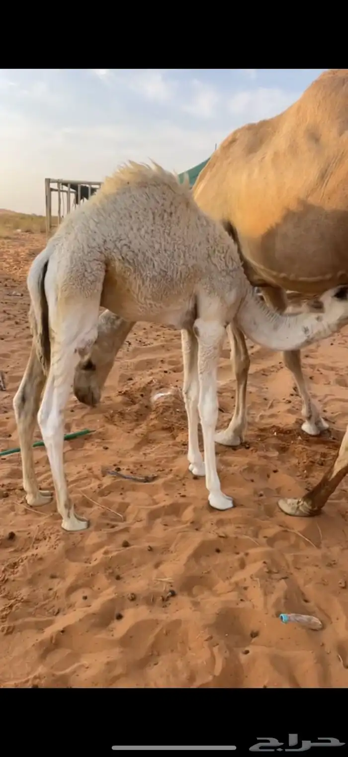 قعود قصب فل شحم نضيف يرضع امه 1