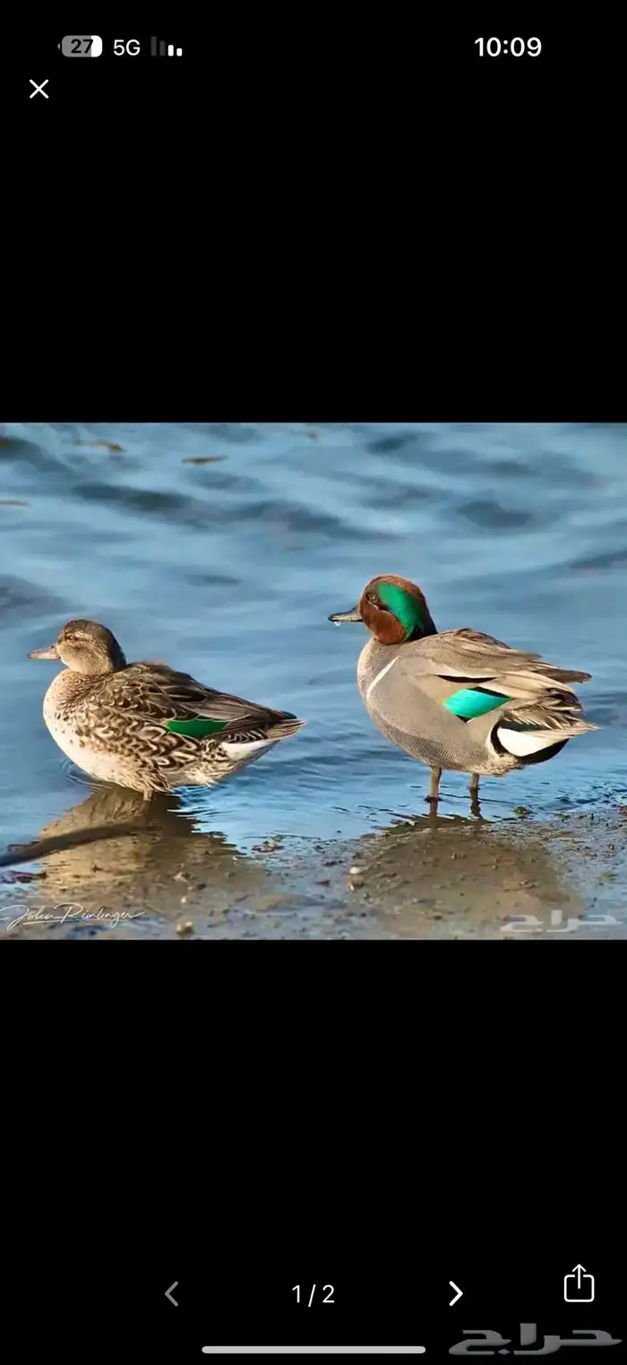بط نوادر محميات طيور 0