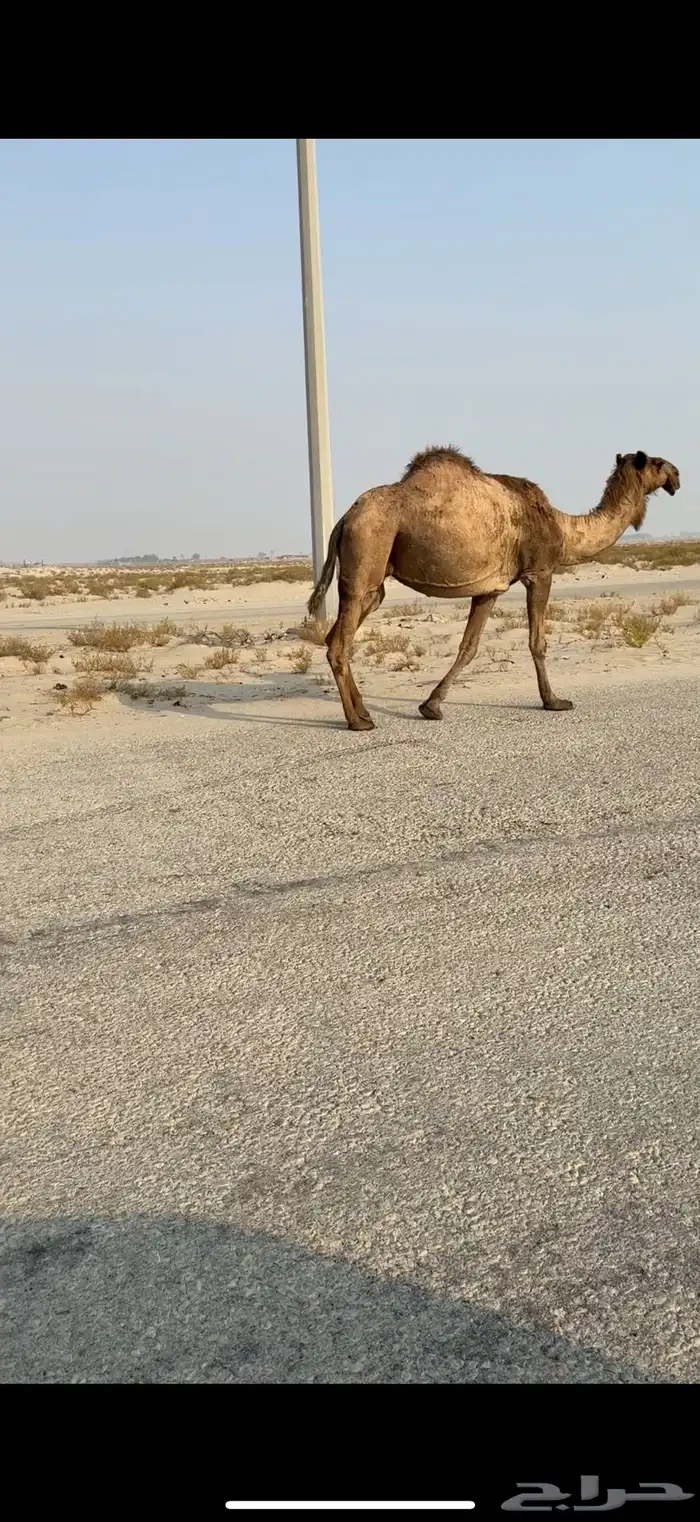 لقحات على بعير طيب 2