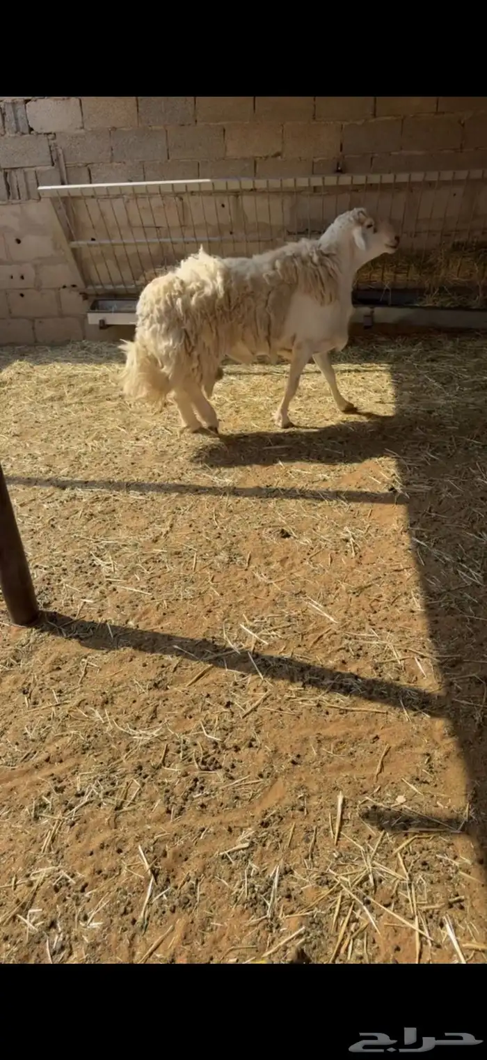 فحل حريي حرشش 1