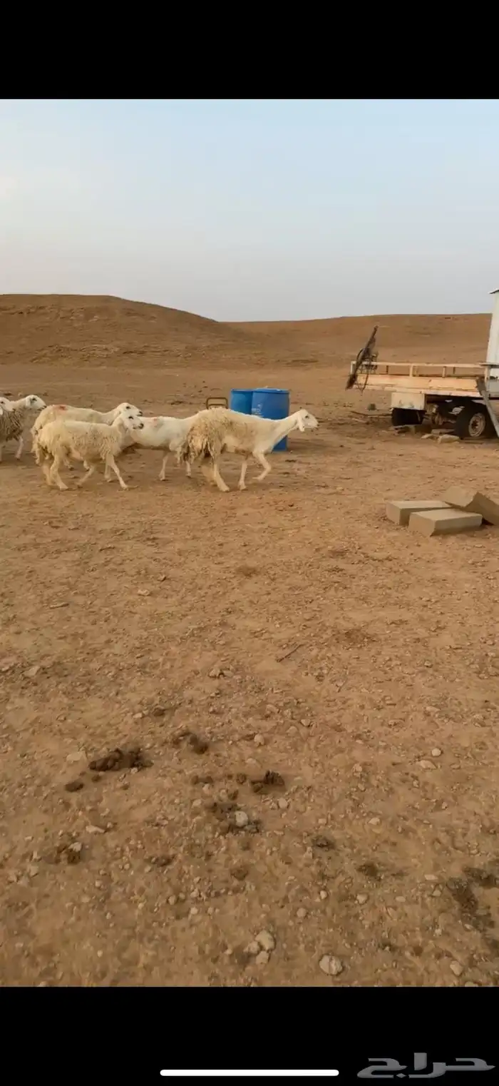 غنم لبيع 0