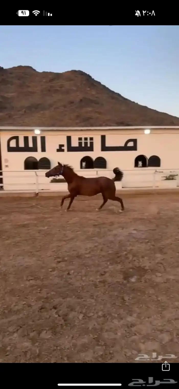 فرس مشروكه لقاح 2