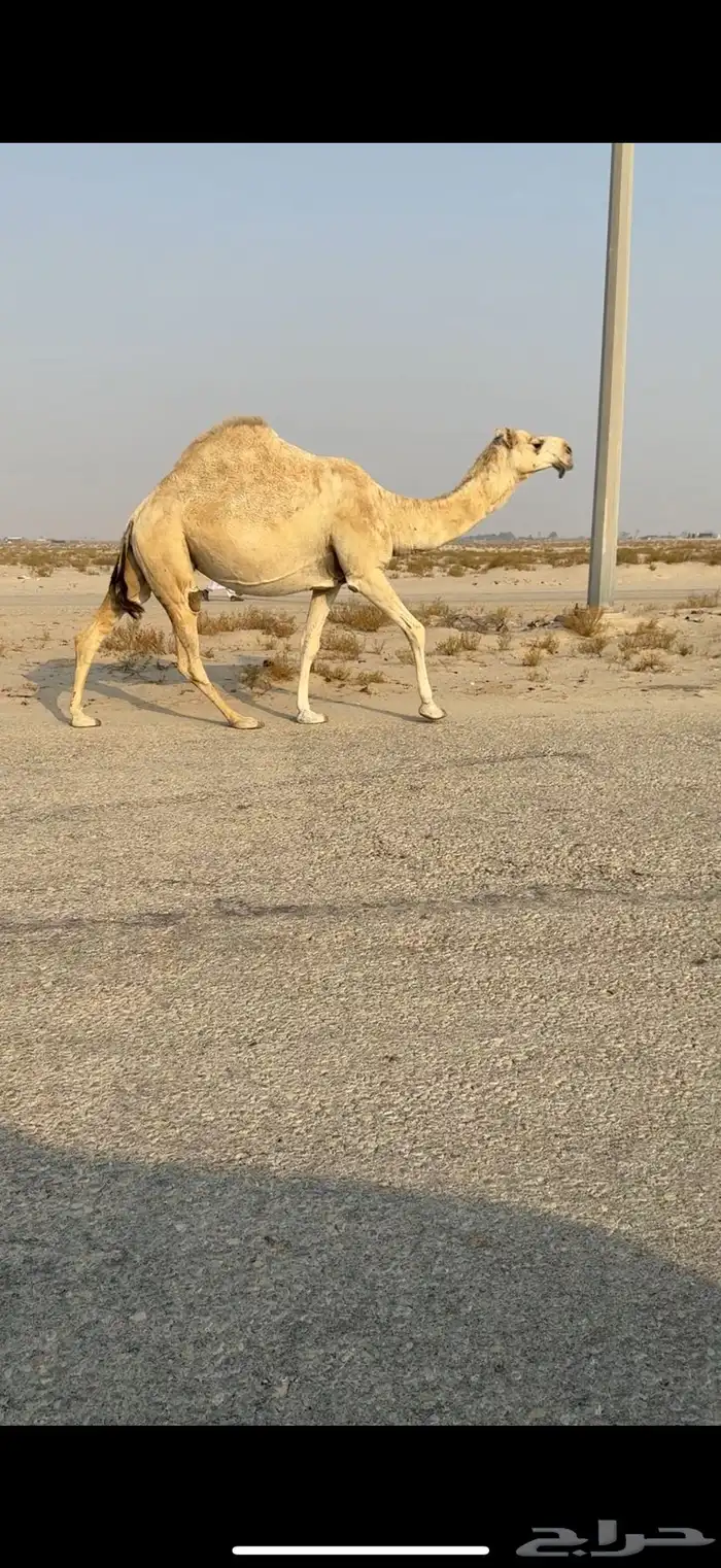 لقحات على بعير طيب 1