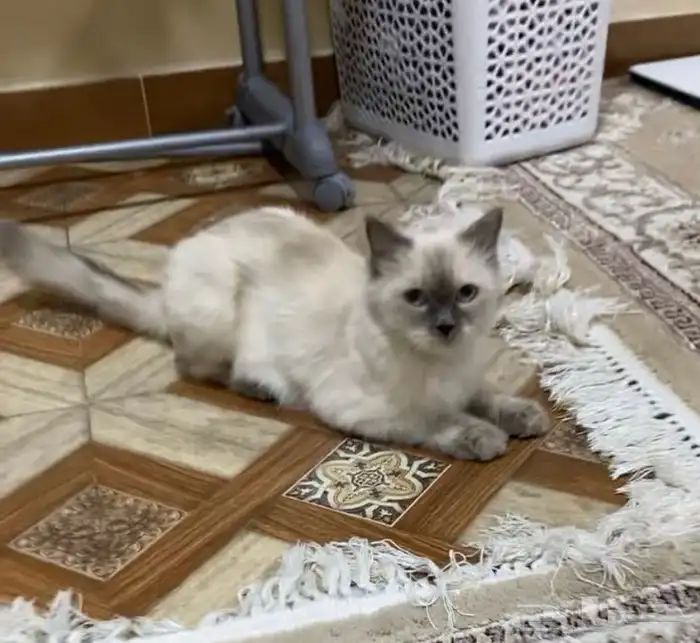 قطه مفقوده حي الزهره 1