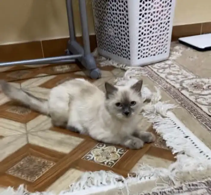 قطه مفقوده حي الزهره 3