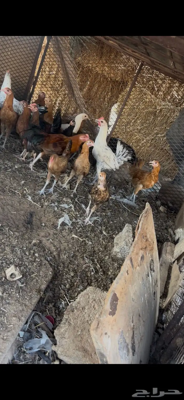 افروخ دجاج 0