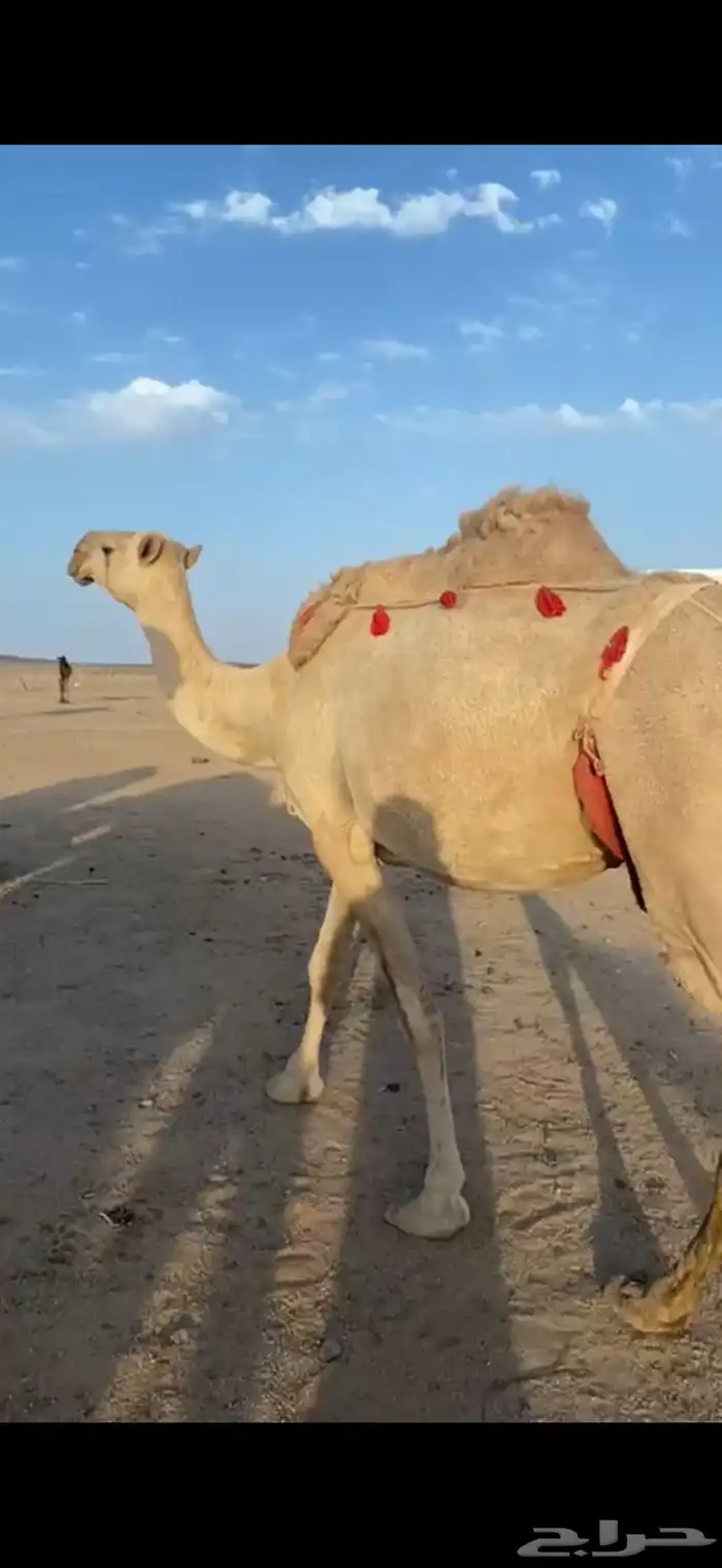 ناقه شقحى رمانيه 0
