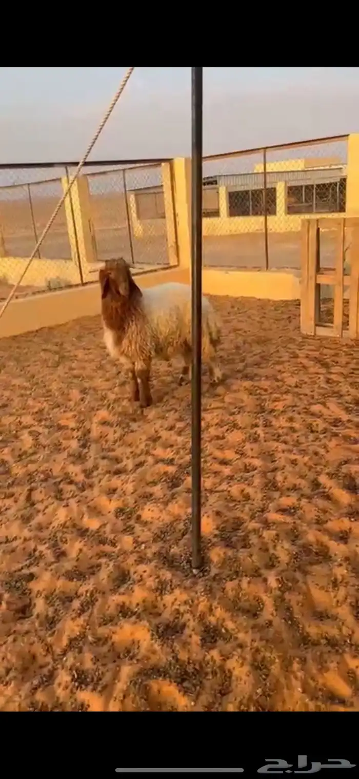 خروف نعيمي 5