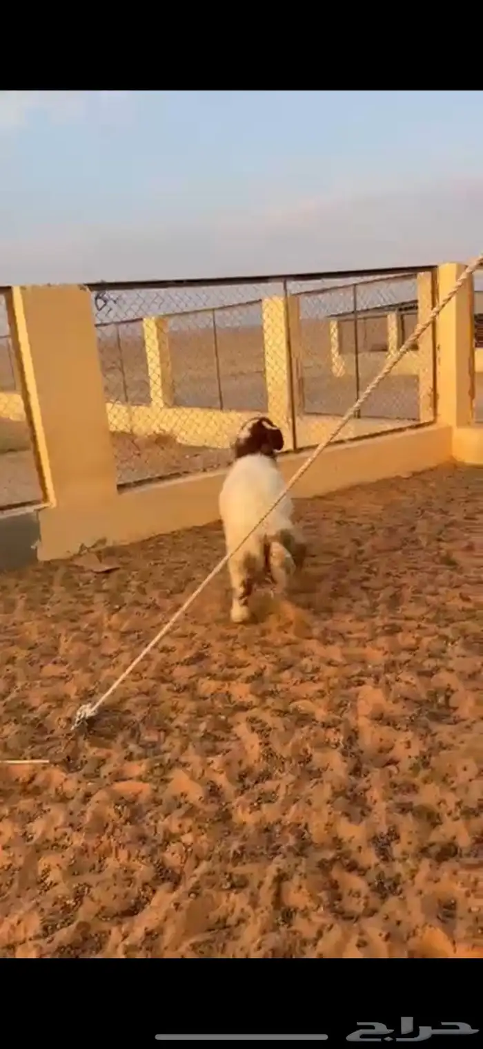 خروف نعيمي 4