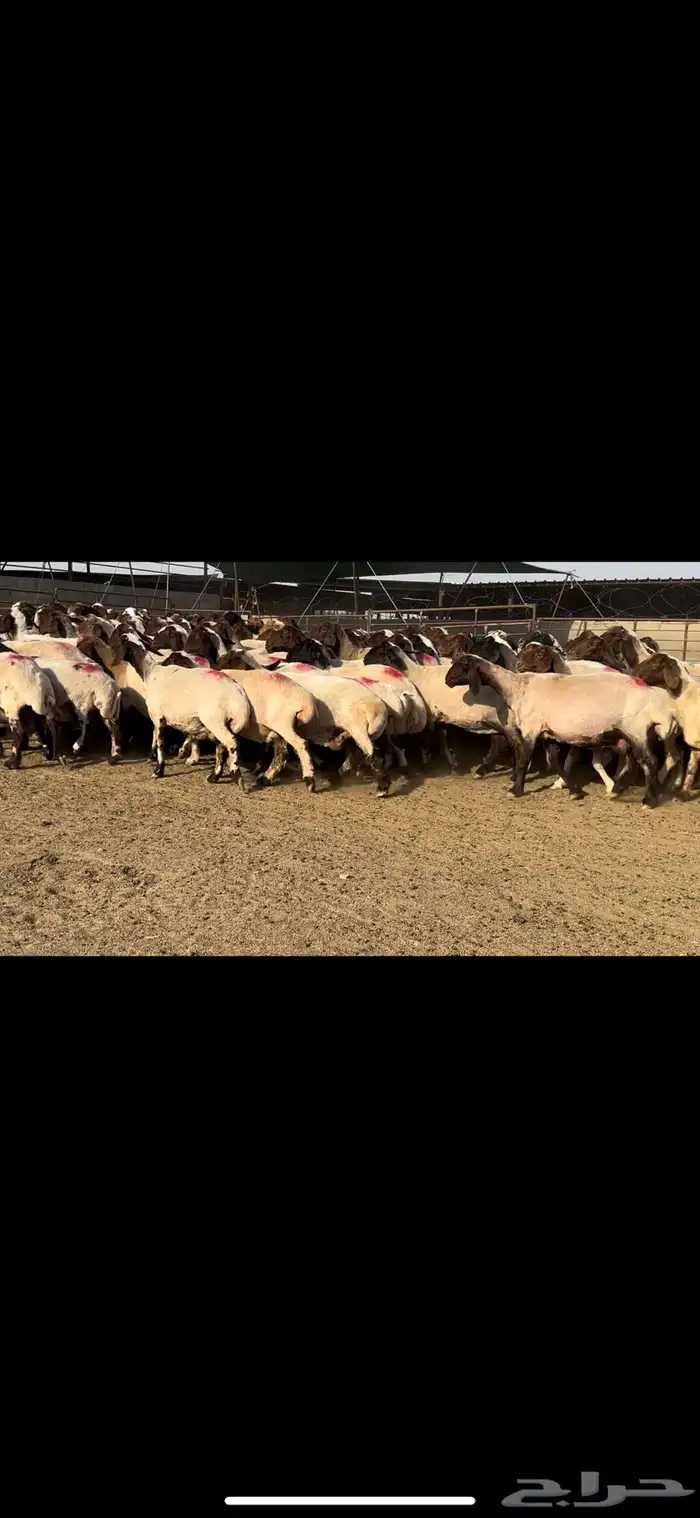 غنم نعيم مراح شرط الدفيع طيبه 6